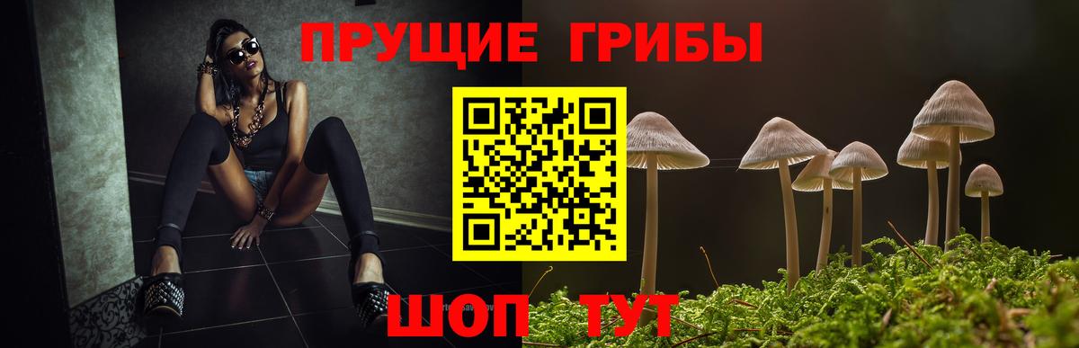 Бузулук  Псилоцибиновые грибы MAGIC MUSHROOMS  Вход с VPN  Псилоцибиновые грибы Cubensis 